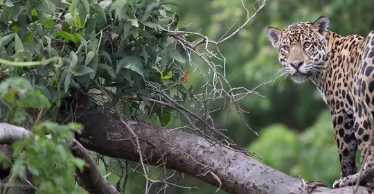 Costa Rica Jaguar
