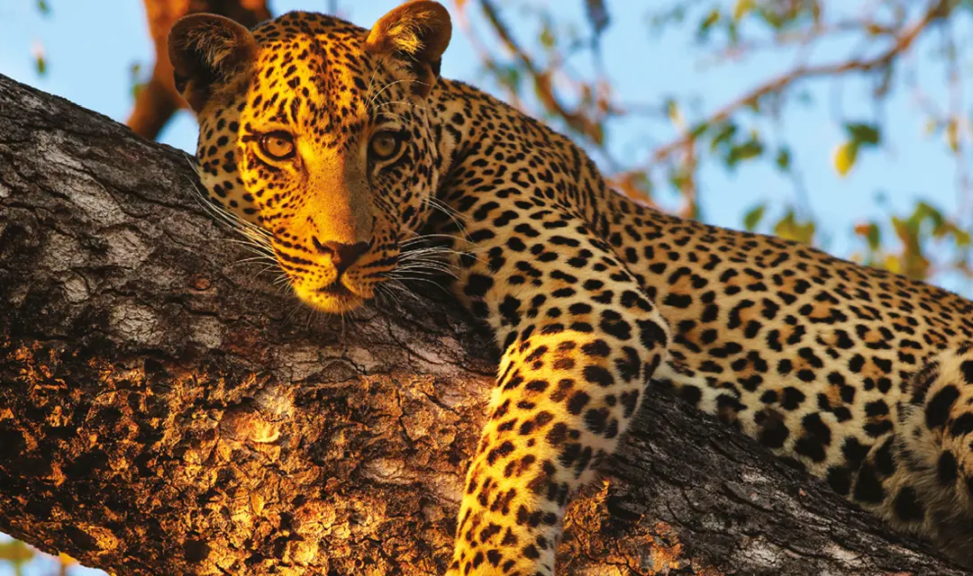 Leopard on tree